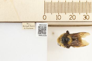 Media type: image;   Entomology 812104 Aspect: labels